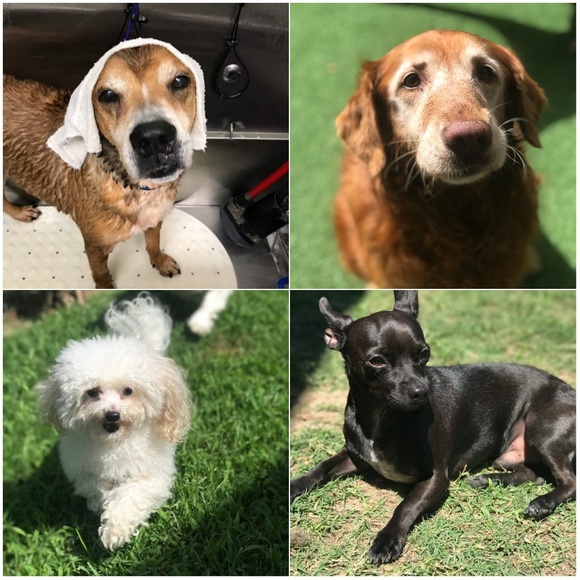 @dvacante is now @thewispygypsy🌹 - Picture 8 of 8